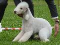 Bedlington Terrier