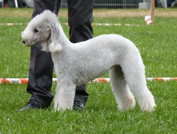 Bedlington Terrier