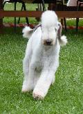 Bedlington Terrier