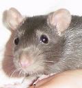 Ratazana