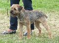 Border Terrier