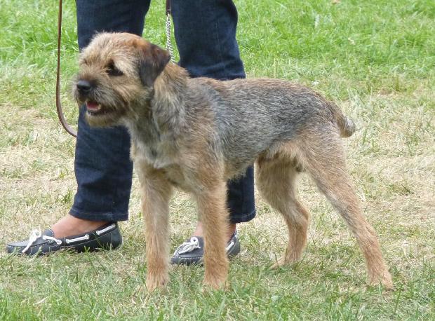 Border Terrier