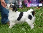 Cães