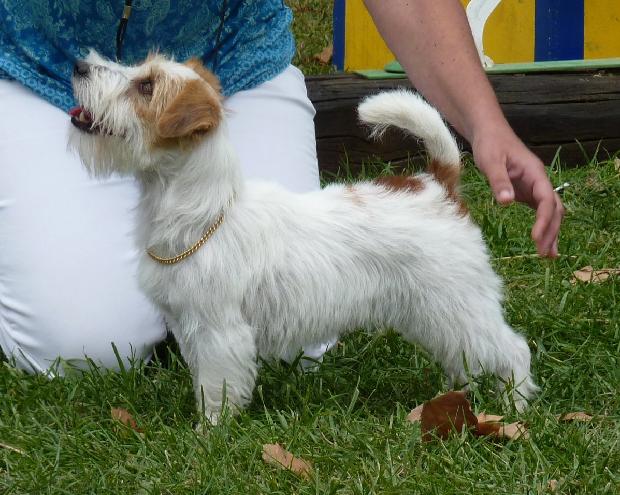 Jack Russel Terrier