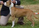 American Staffordshire Terrier