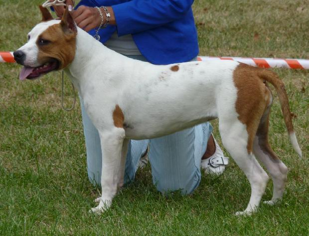 American Staffordshire Terrier
