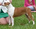 American Staffordshire Terrier