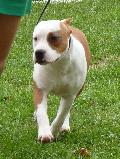American Staffordshire Terrier