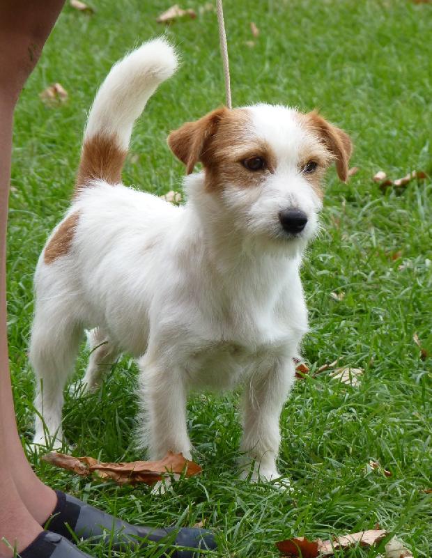 Jack Russel Terrier