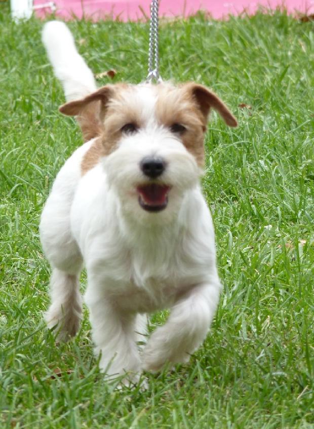 Jack Russel Terrier