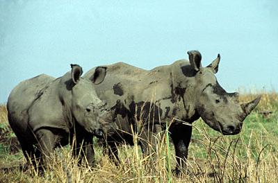 Rinocerontes brancos