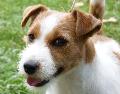 Jack Russel Terrier