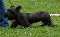 Skye Terrier
