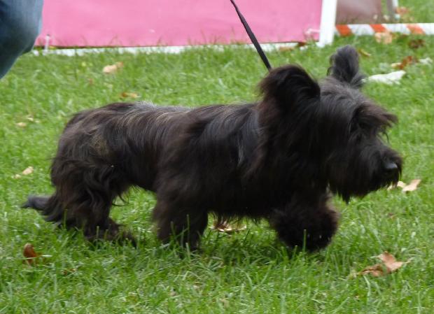 Skye Terrier