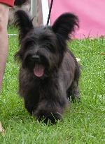 Cães
