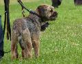 Border Terrier