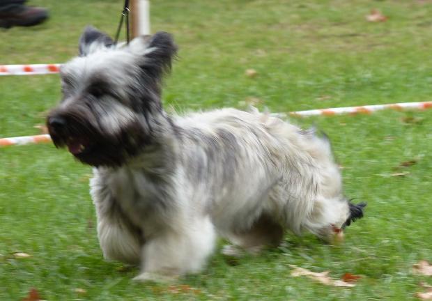 Skye Terrier
