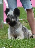 Skye Terrier