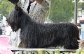 Skye Terrier