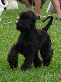 Kerry Blue Terrier