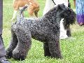 Kerry Blue Terrier