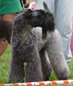 Cães