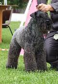 Kerry Blue Terrier