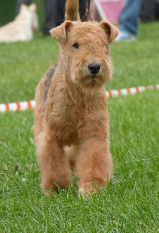Lakeland Terrier
