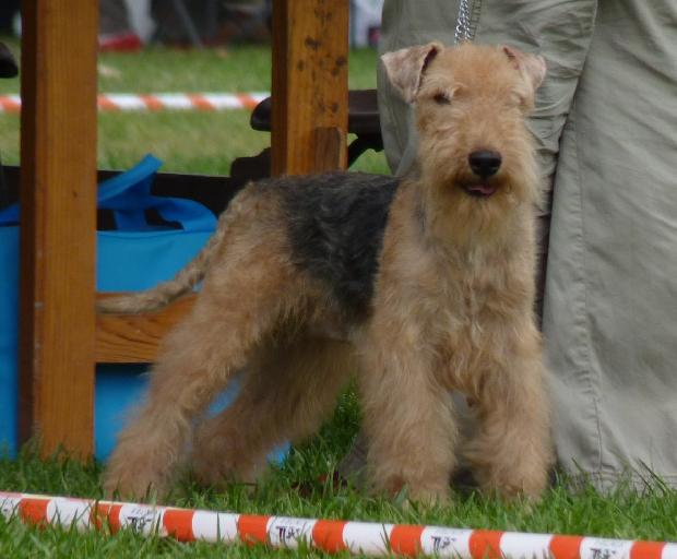 Lakeland Terrier