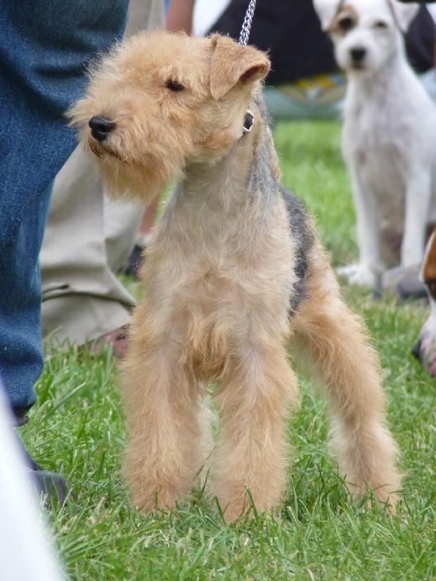 Lakeland Terrier