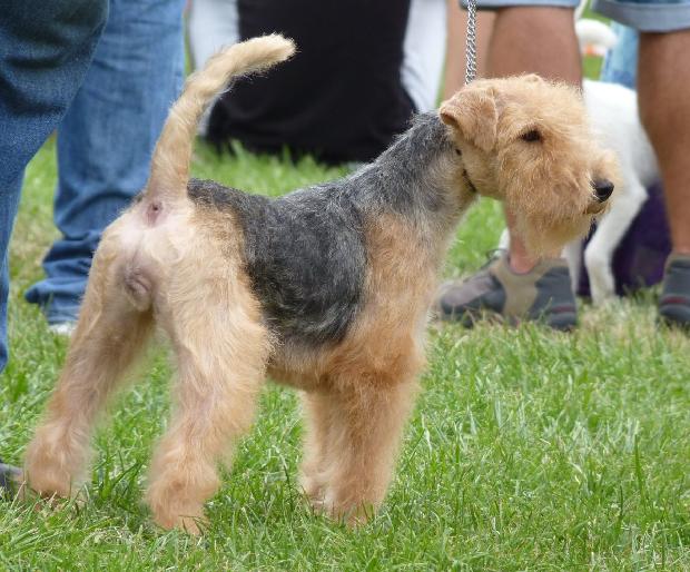 Lakeland Terrier