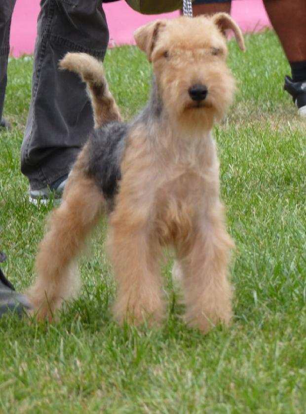 Lakeland Terrier