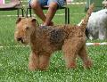 Lakeland Terrier
