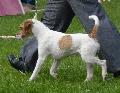 Parson Russel Terrier