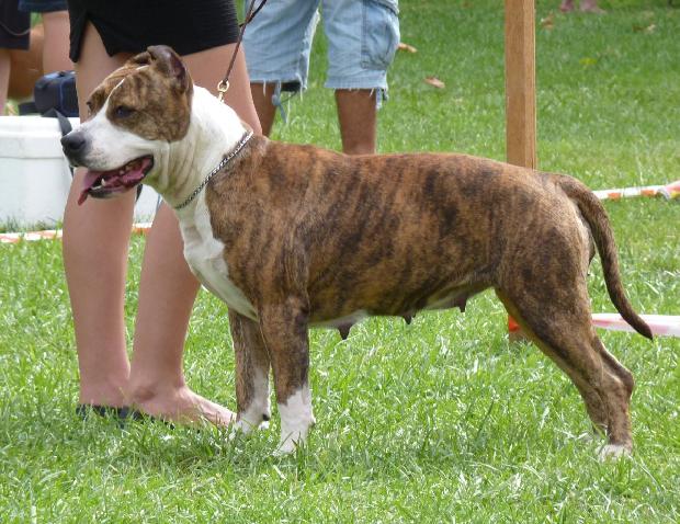 American Staffordshire Terrier