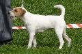 Parson Russel Terrier