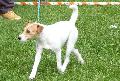 Parson Russel Terrier