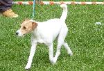 Cães