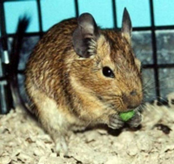 Degu