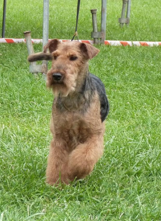 Welsh Terrier