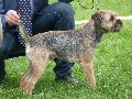 Border Terrier