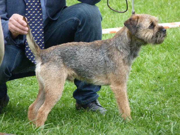 Border Terrier