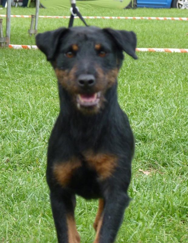 Deutscher Jagdterrier