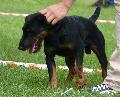 Deutscher Jagdterrier