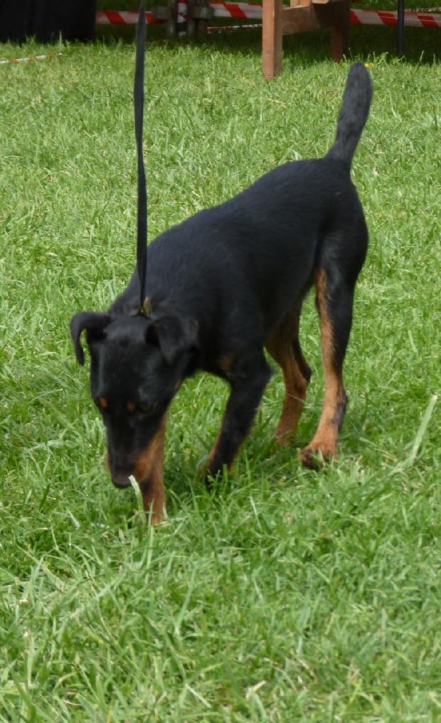 Deutscher Jagdterrier