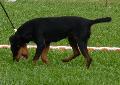 Deutscher Jagdterrier