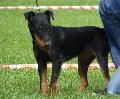 Deutscher Jagdterrier