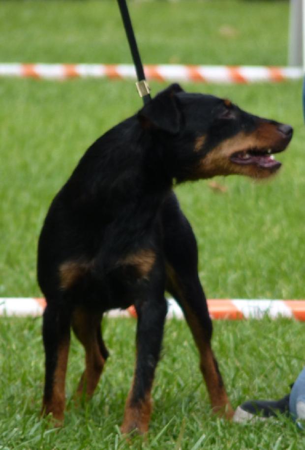 Deutscher Jagdterrier