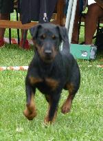 Cães