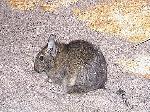 Degu <i>(Octodon degus)</i>